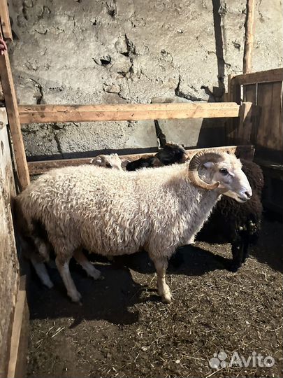 Баран производитель