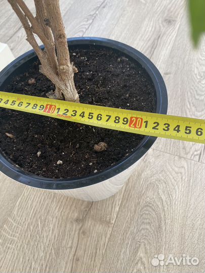 Фикус бенджамина в кашпо