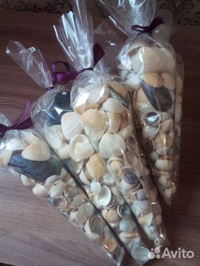 Ракушки морские