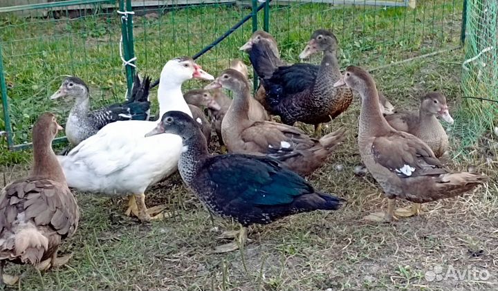 Молодые петушки, индоутки