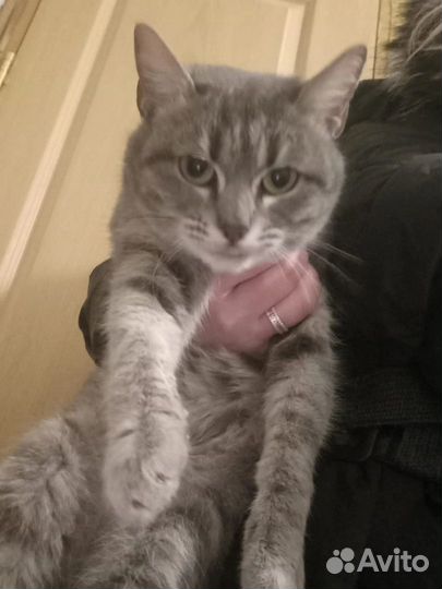 Маргоше нужен дом