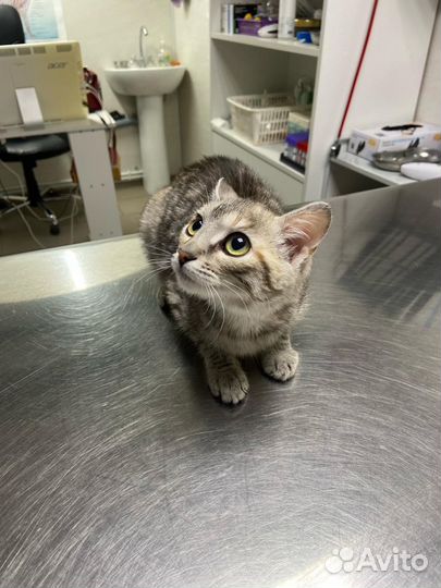 Котенок в добрые руки