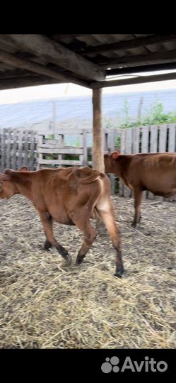 Бычки на дорашивания