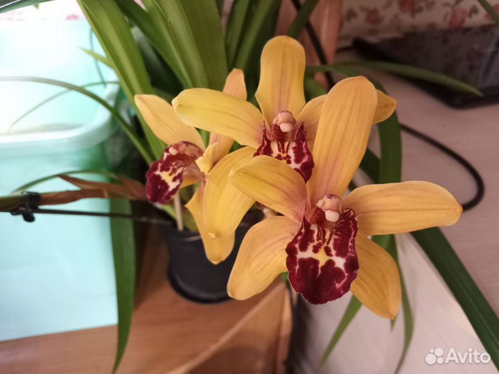 Орхидея цимбидиум