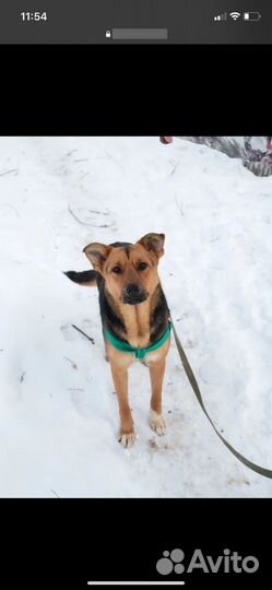 Девочка Рокси ишет дом