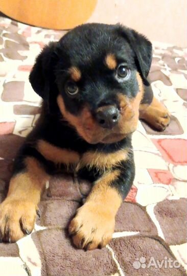 Щенки ротвейлера