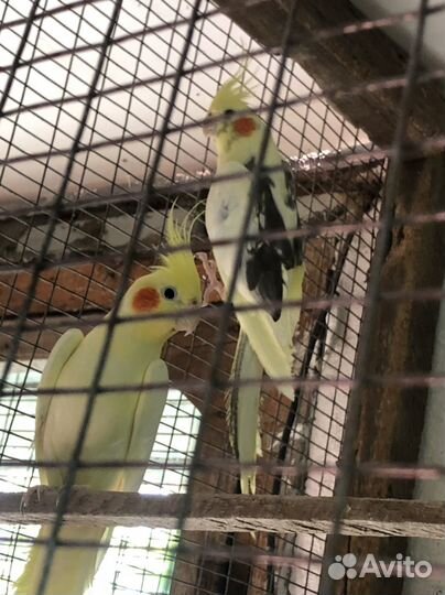 Попугай корелла