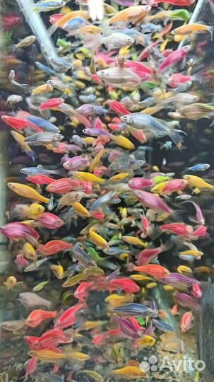 Данио гло, тернеция, данио малабарский, орнатус