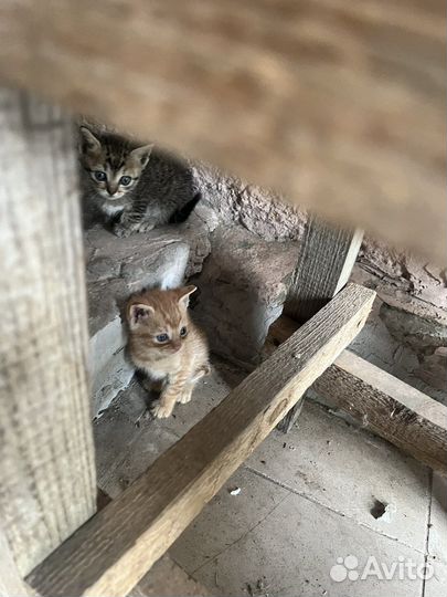 Котята в добрые руки бесплатно