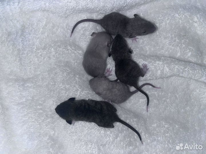 Крыски рекс дамбо