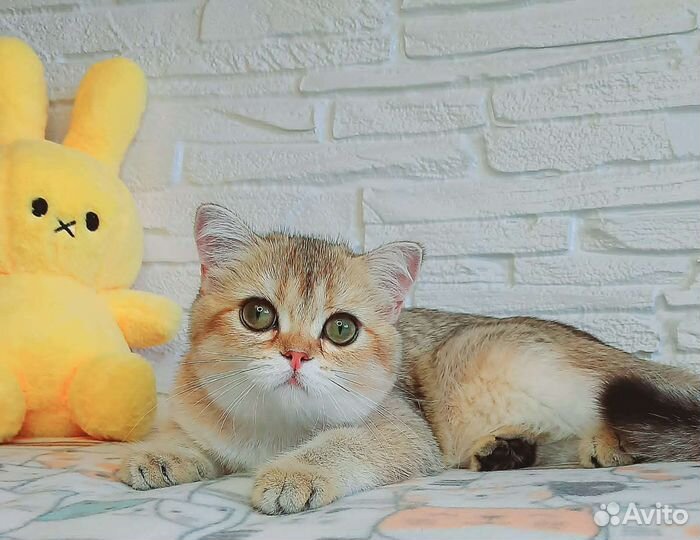 Шотландские котята