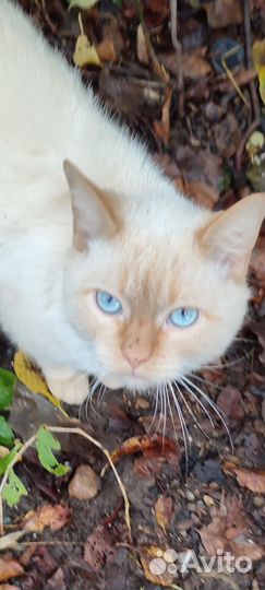 Сиамский кот