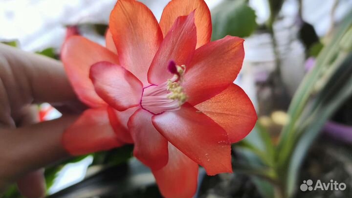 Декабристы шлюмберга сортовой черенки и взрослые