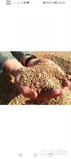 Зерно ячмень, пшеница