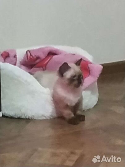 Лежанка для кошек бу