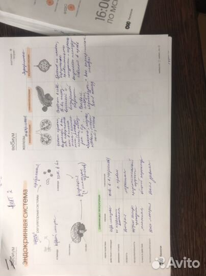 Биология ЕГЭ конспекты