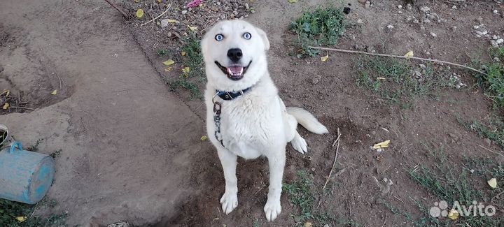 Собака хаски