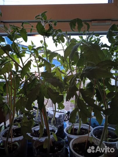 Рассада помидор