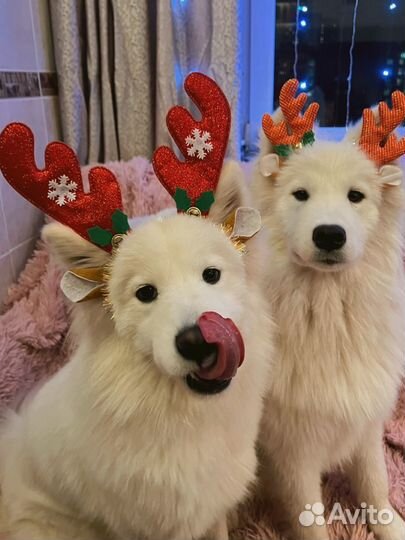 Самоеды для фотосессии, собаки на съемку