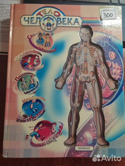 Тело Человека (Белфакс)