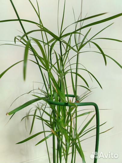 Циперус папирус