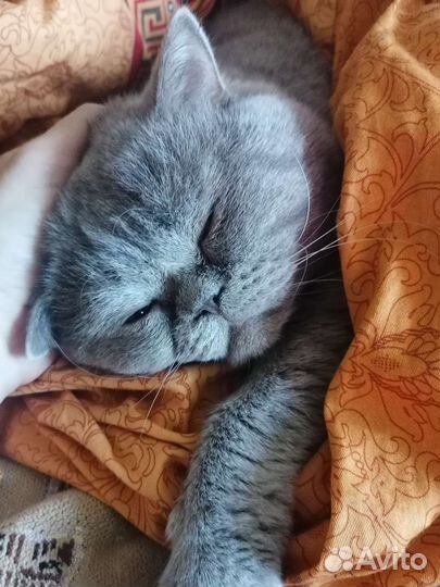 Кот на вязку