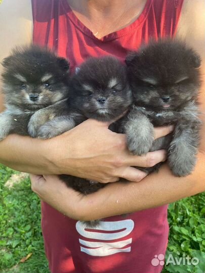 Щенки шпица