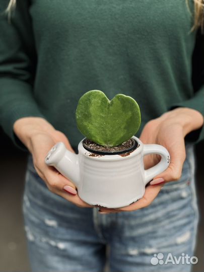 Хойя керри в кашпо (растение сердце)