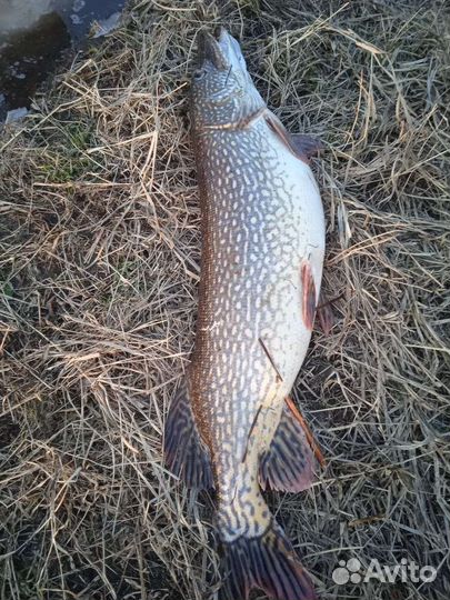 Свежая рыба.Судак линь щука филе фарш