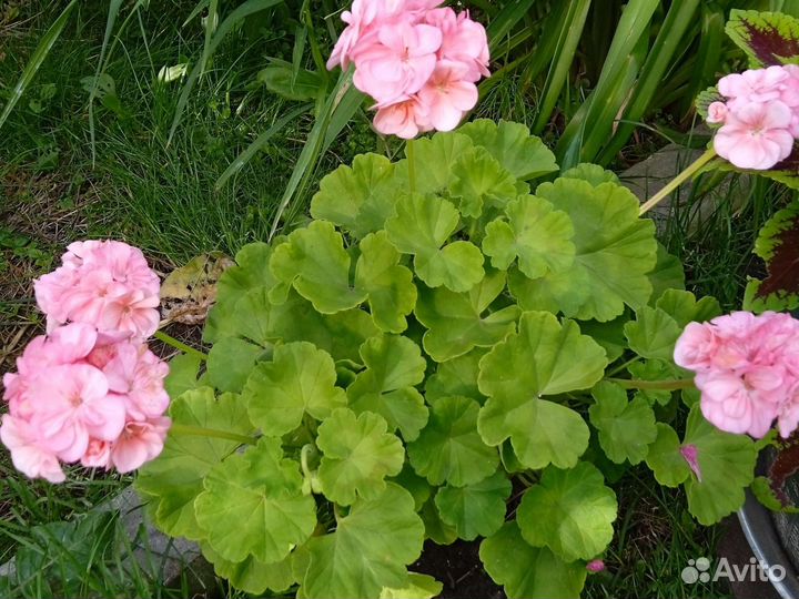 Герань розовая, красная, красная розебудная