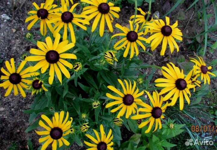 Рудбекия сорт Золотой шторм