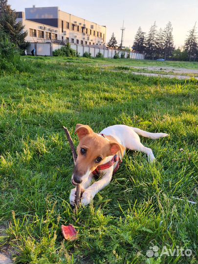 Джек рассел