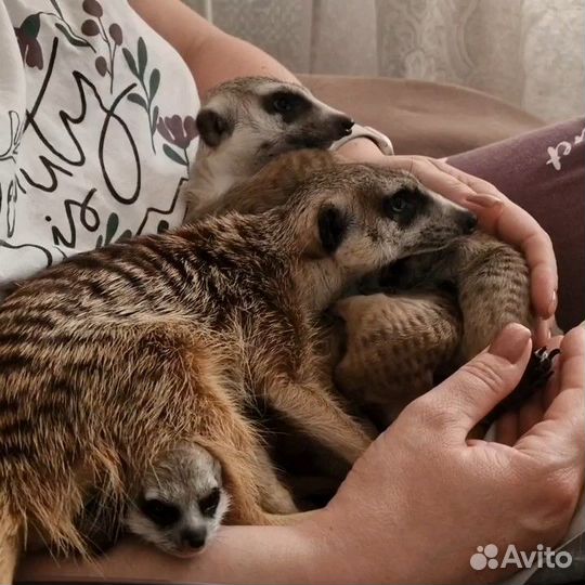 Сурикат