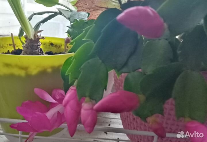 Укорененные листики декабриста шлюмбергера розовый