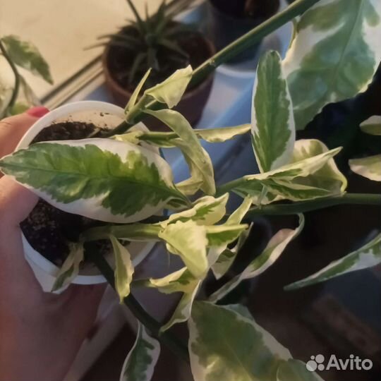 Педилантус