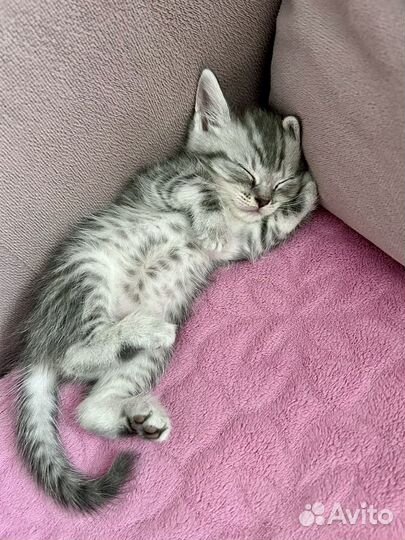 Шотладские котята