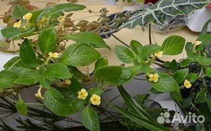 Эписции сортовые 2 сорта