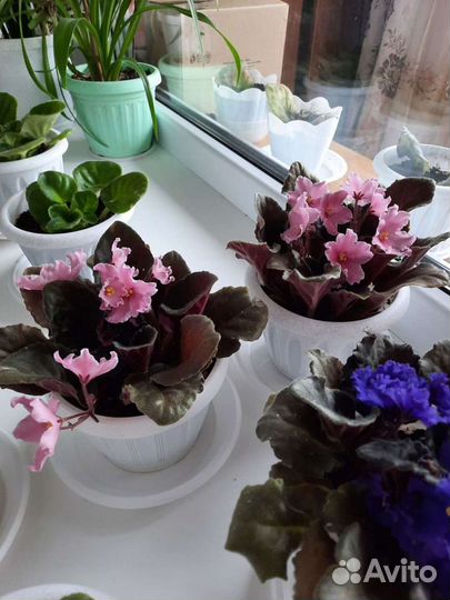 Комнатные цветы фиалки