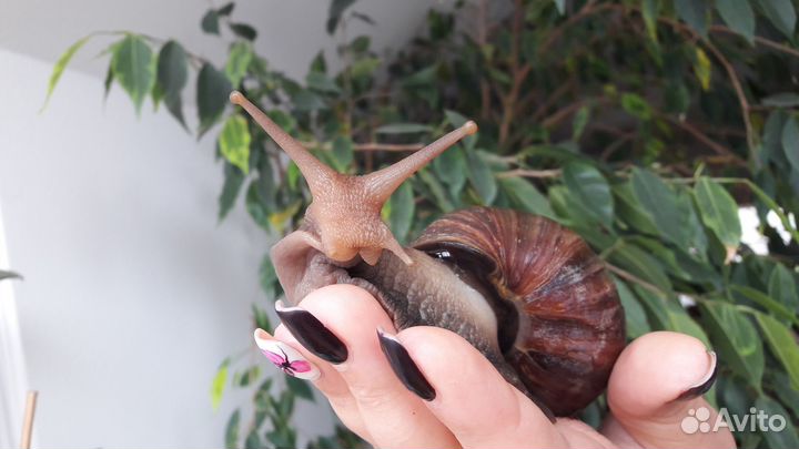 Улитки Ахатины