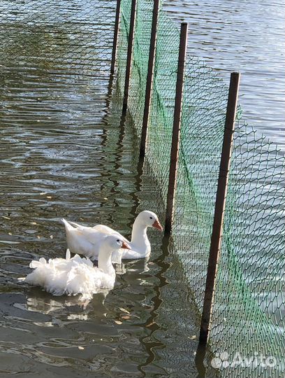 Ленточные (кучерявые) гуси