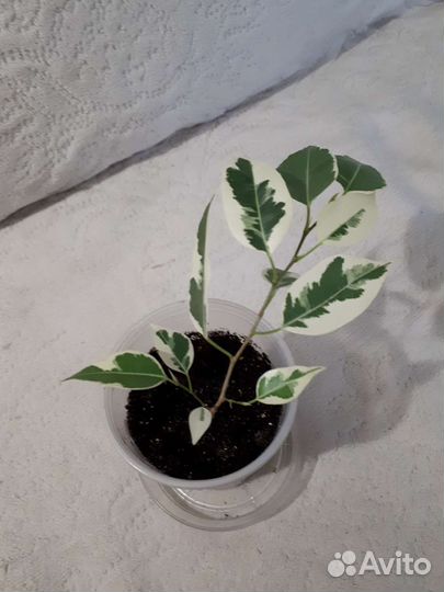 Фикус бенджамина