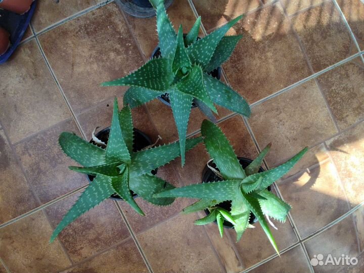 Алое вера лечебный