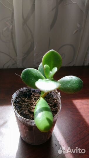 Крассула толстянка