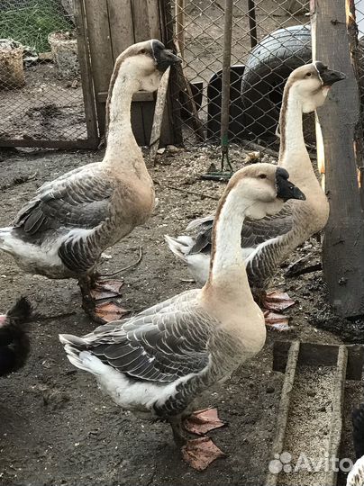 Гуси (Африканские, Львиная голова)