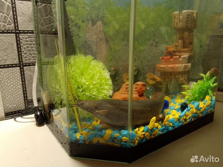 Мешкожаберный сом