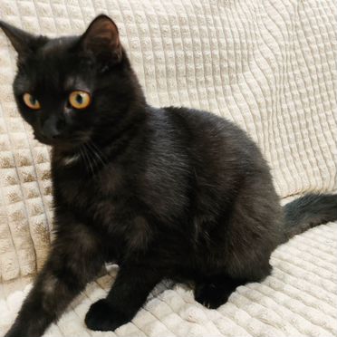 Мэнкс котёнок