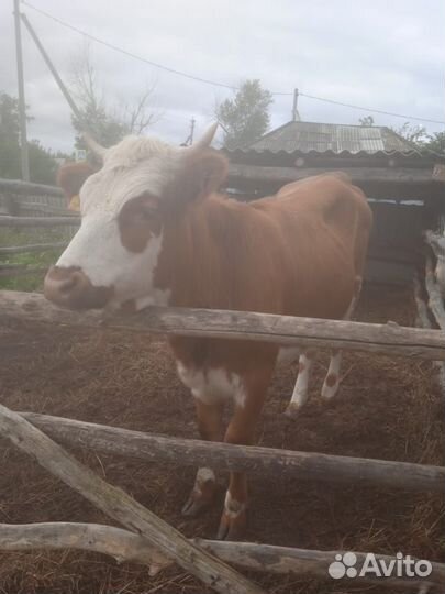 Тёлка годовалая от молочной коровы