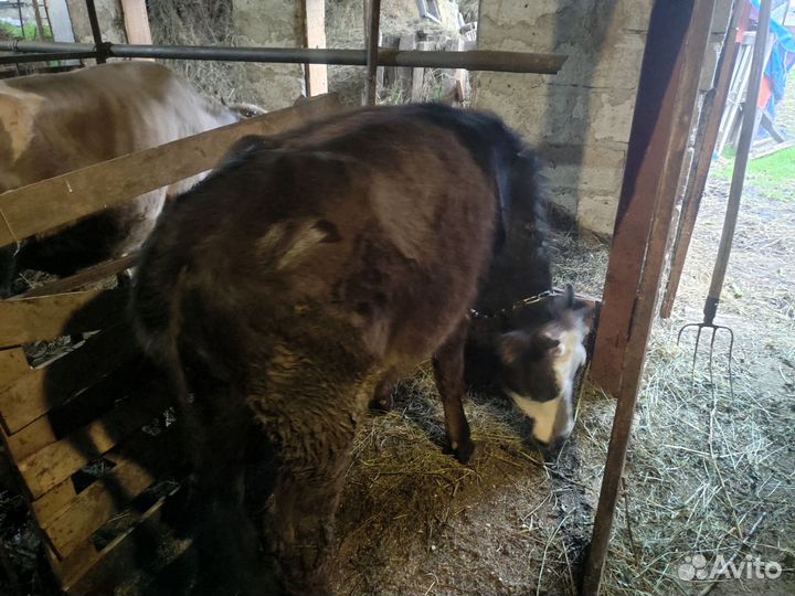 Корова стельная