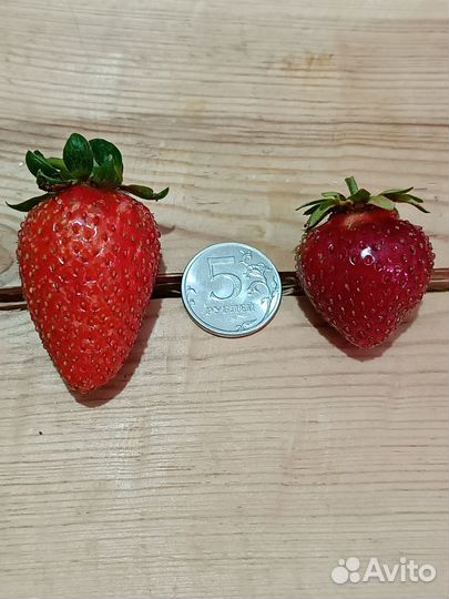 Саженцы: Клубника, Крыжовник, Смородина, Тюльпаны