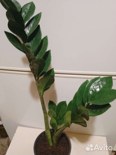 Замиокулькас